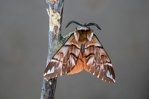 Endromis versicolora