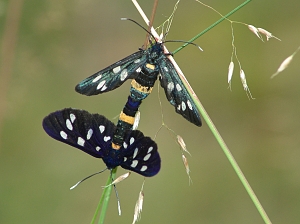 Amata phegea