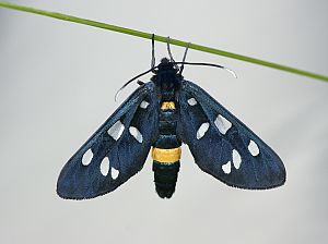 Amata phegea