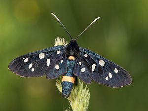 Amata phegea