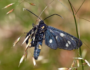 Amata phegea