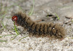 Amata phegea Raupe