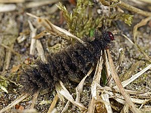 Amata phegea Raupe