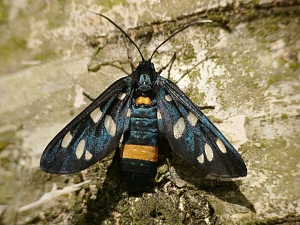 Amata phegea