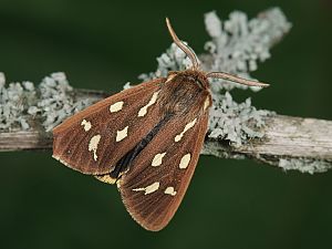 Arctia aulica