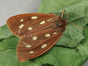 Arctia aulica
