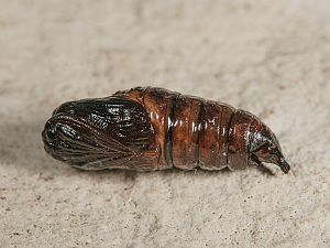 Arctia aulica Puppe
