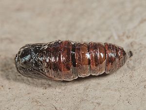 Arctia aulica Puppe