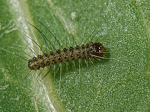 Arctia aulica Ei