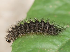 Arctia aulica Ei
