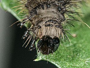 Arctia aulica Ei