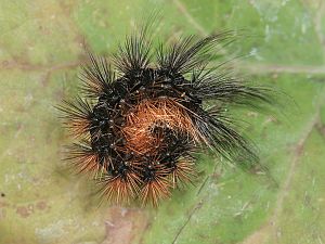 Arctia aulica Raupe