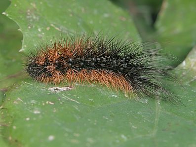 Arctia aulica Raupe
