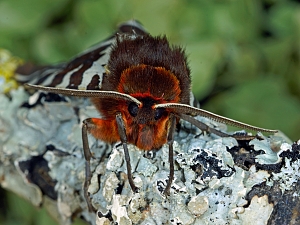 Arctia caja Portrait