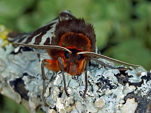 Arctia caja Portrait