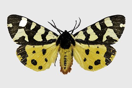Arctia konewkaii