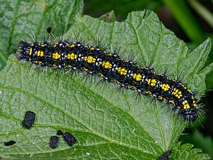 Callimorpha dominula
