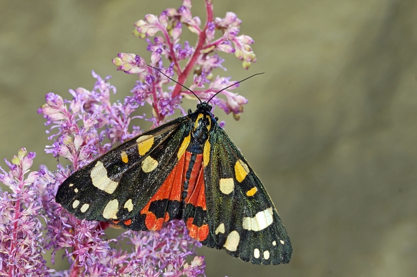 Callimorpha dominula