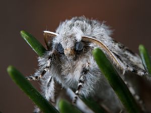 Calliteara abietis