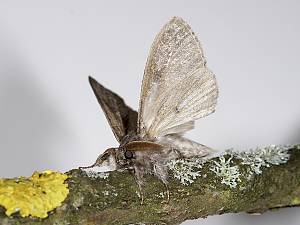 Calliteara pudibunda