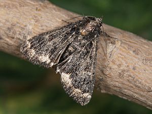 Catephia alchymista