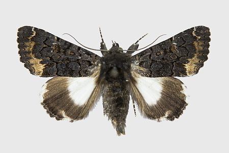 Catephia alchymista
