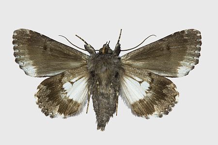 Catephia alchymista