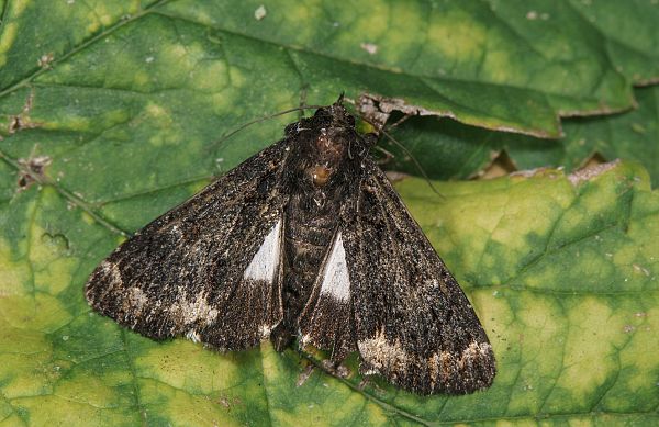 Catephia alchymista