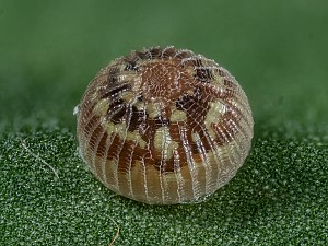 Catocala elocata