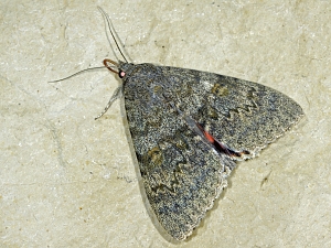 Catocala elocata