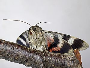 Catocala elocata