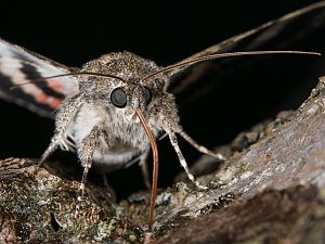 Catocala elocata