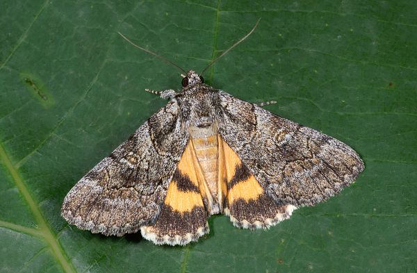 Catocala eutychea