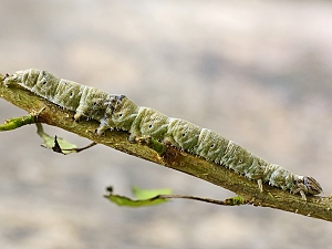 Catocala elocata