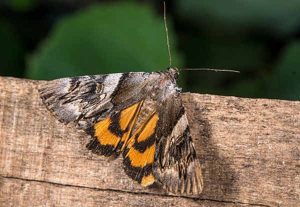 Catocala fulminea