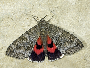 Catocala nupta