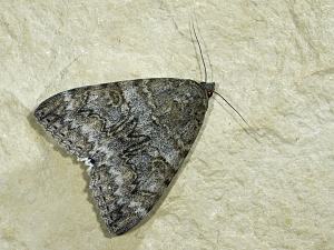 Catocala nupta