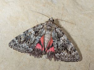 Catocala promissa