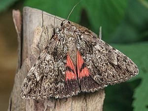 Catocala promissa