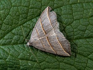 Colobochyla salicalis