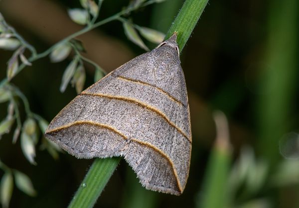 Colobochyla salicalis