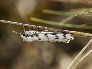 Coscina cribraria