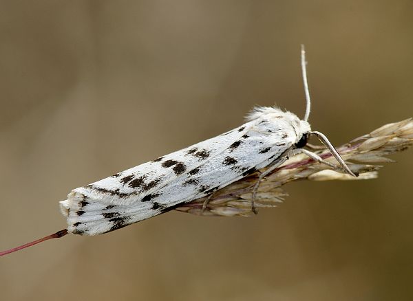 Coscina cribraria