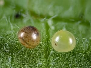 Cybosia mesomella