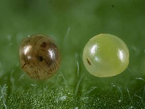 Cybosia mesomella