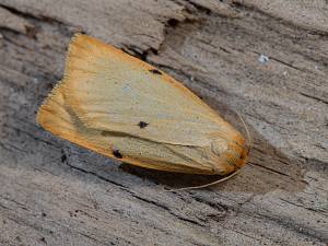 Cybosia mesomella