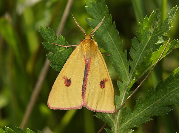 Diacrisia sannio