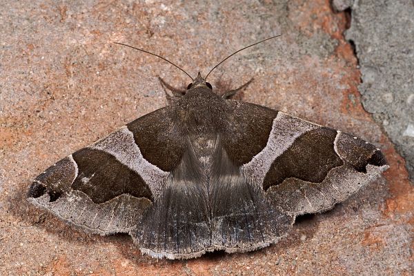 Dysgonia torrida