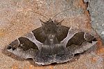 Dysgonia algira