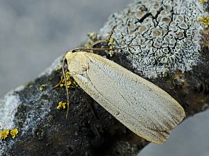 Eilema depressa